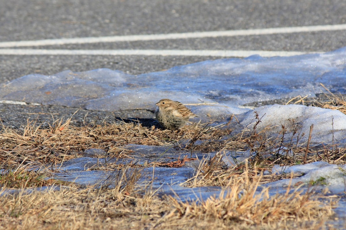 Plectrophane à ventre noir - ML646769201