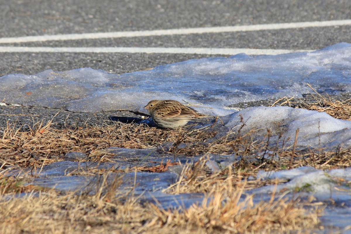 Plectrophane à ventre noir - ML646769202