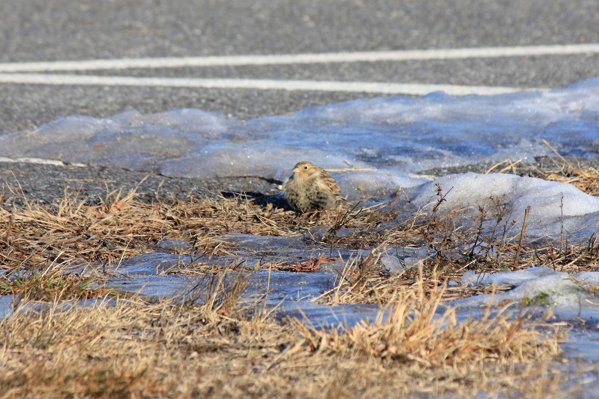 Plectrophane à ventre noir - ML646769203