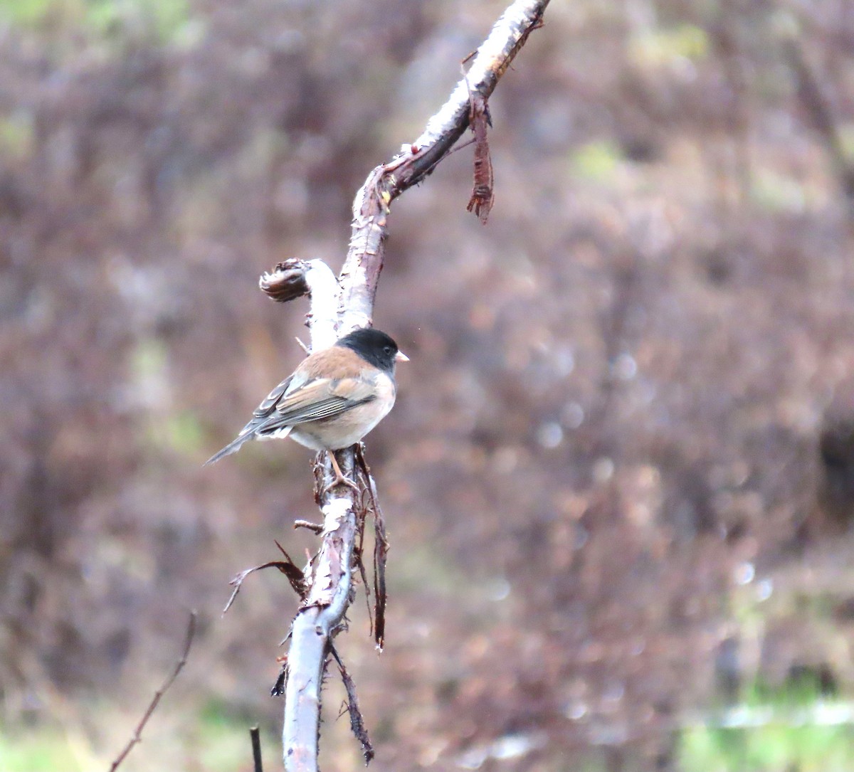 vinterjunko - ML646769205