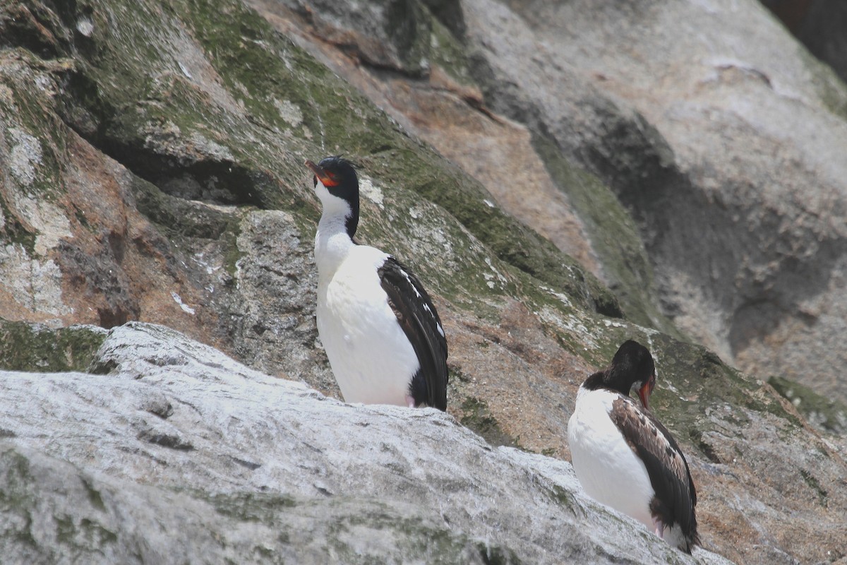 Bounty Islands Shag - ML64676921