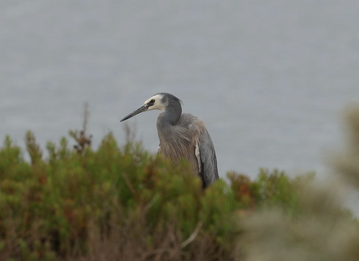 White-faced Heron - ML646769210