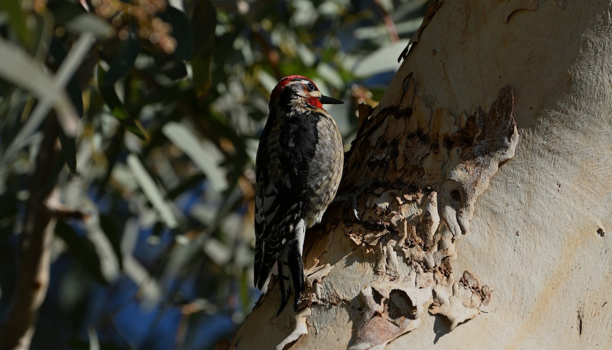 Rotnacken-Saftlecker - ML646769212