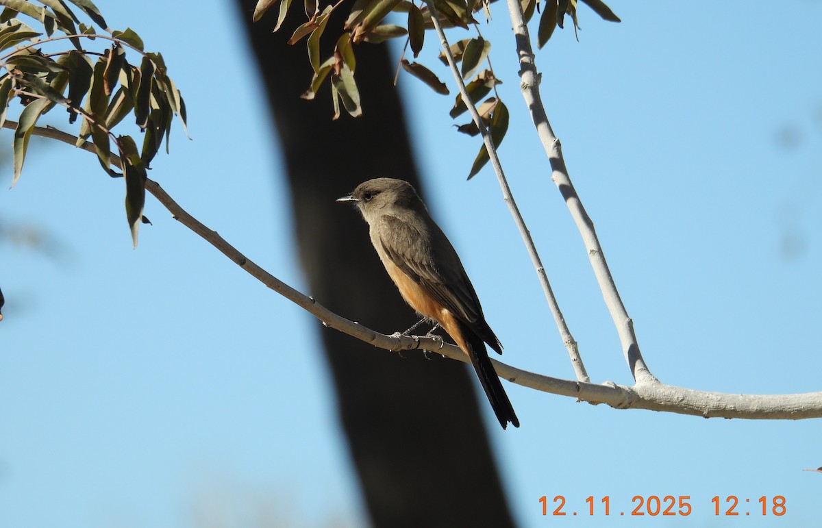 Zimtbauch-Phoebetyrann - ML646769213