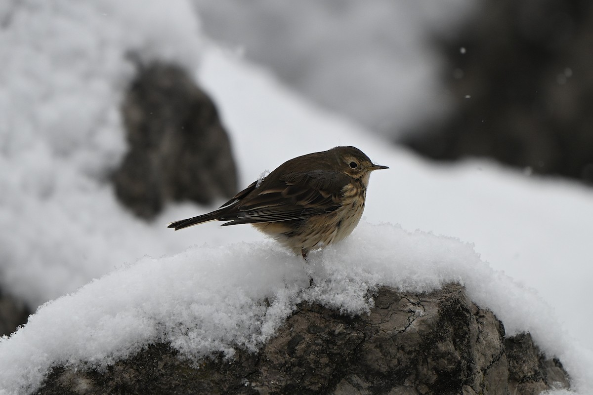 Американский конёк - ML646769217