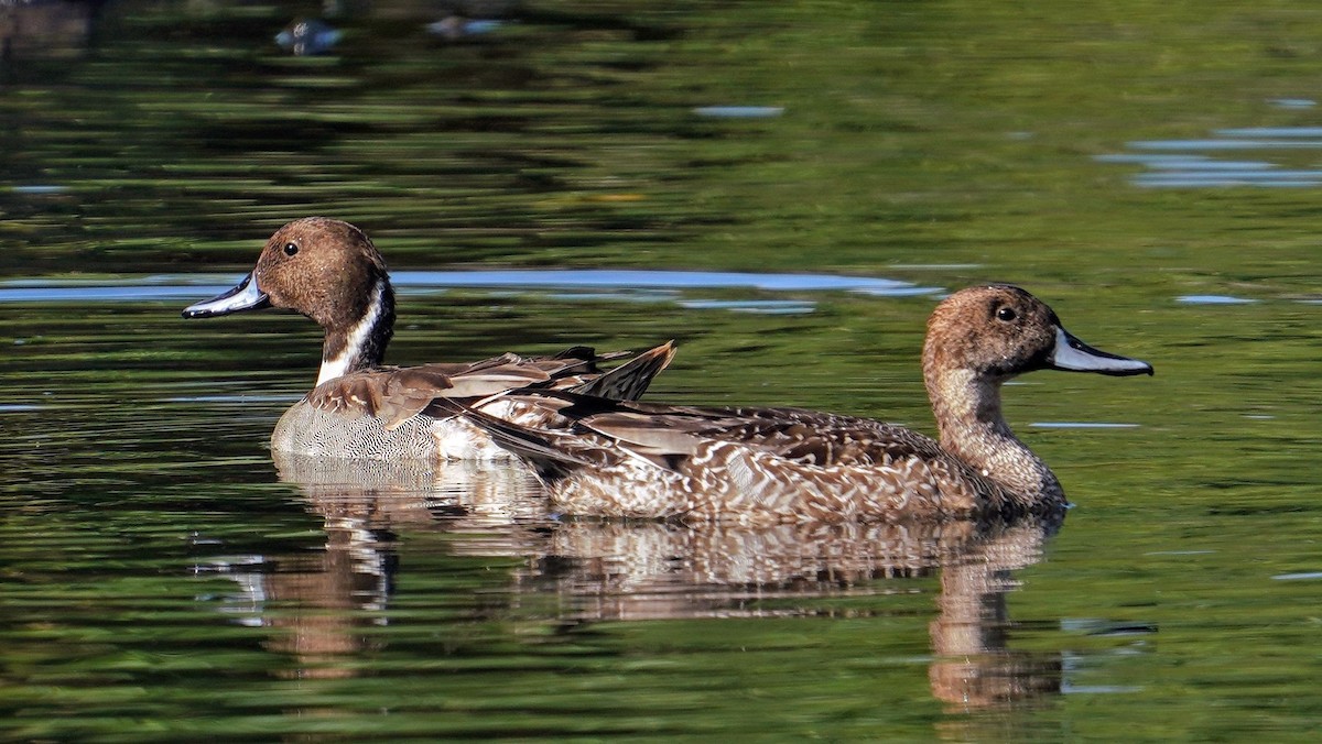 Шилохвость - ML646769218