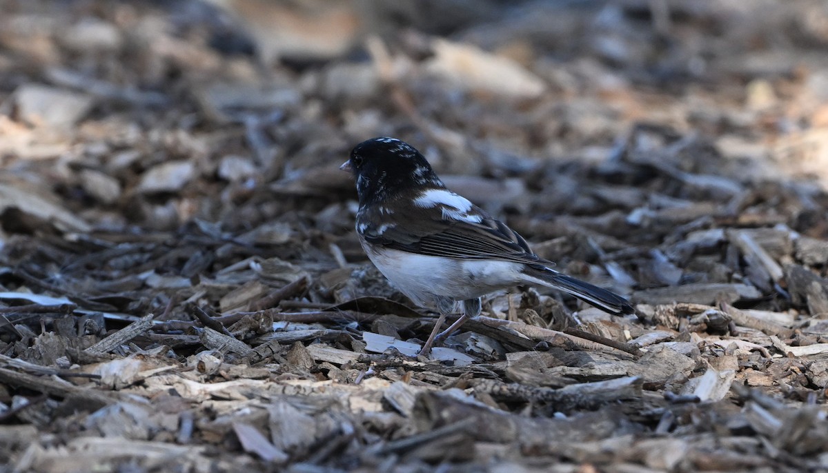 Winterammer [oreganus-Gruppe] - ML646769219