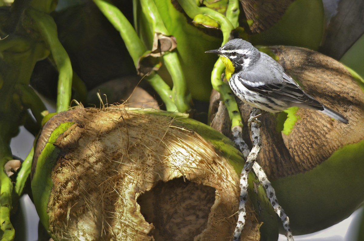 סבכון צהוב-גרון - ML646769223