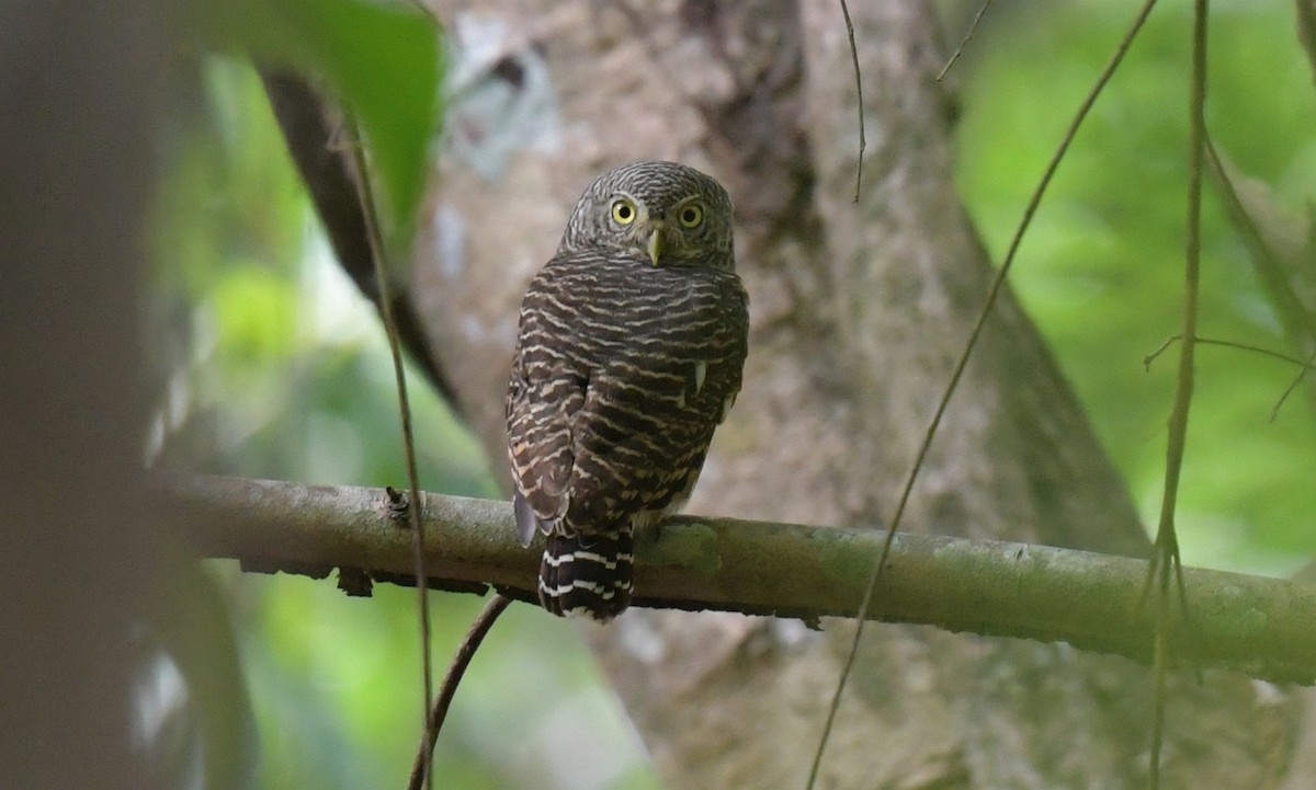 Mochuelo Cuco - ML646769225