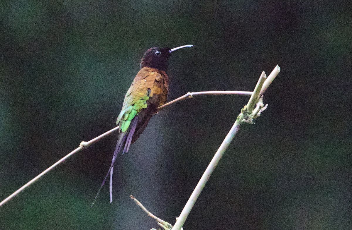 Colibri flamboyant - ML646769226