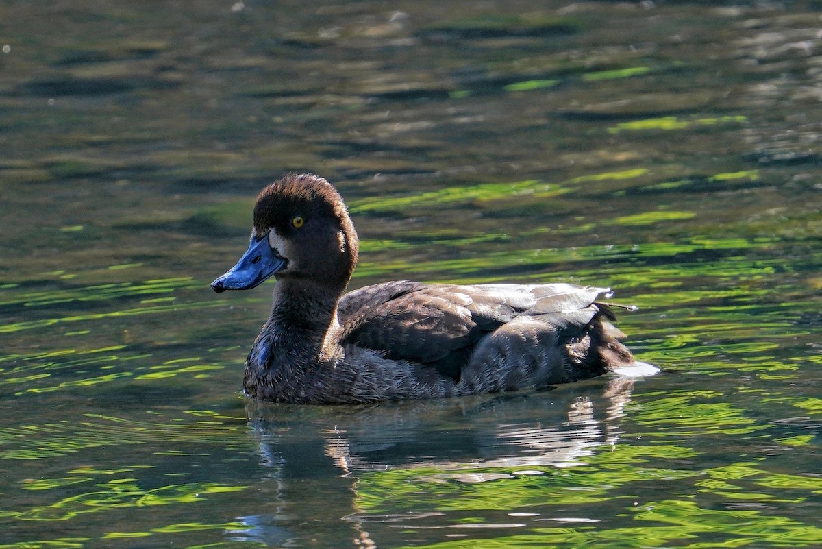 Хохлатая чернеть - ML646769227