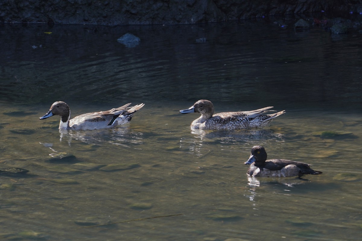 Хохлатая чернеть - ML646769228