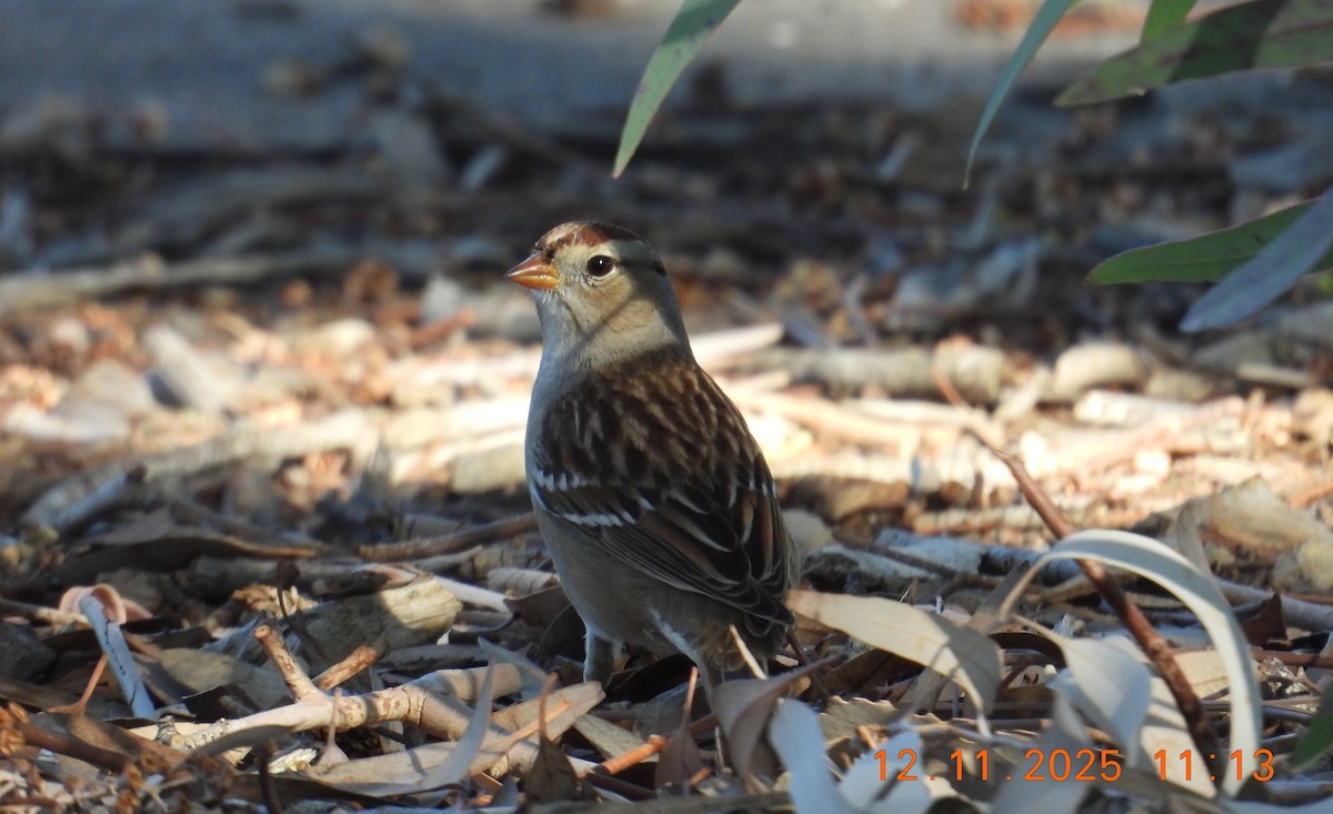 Dachsammer (gambelii) - ML646769233