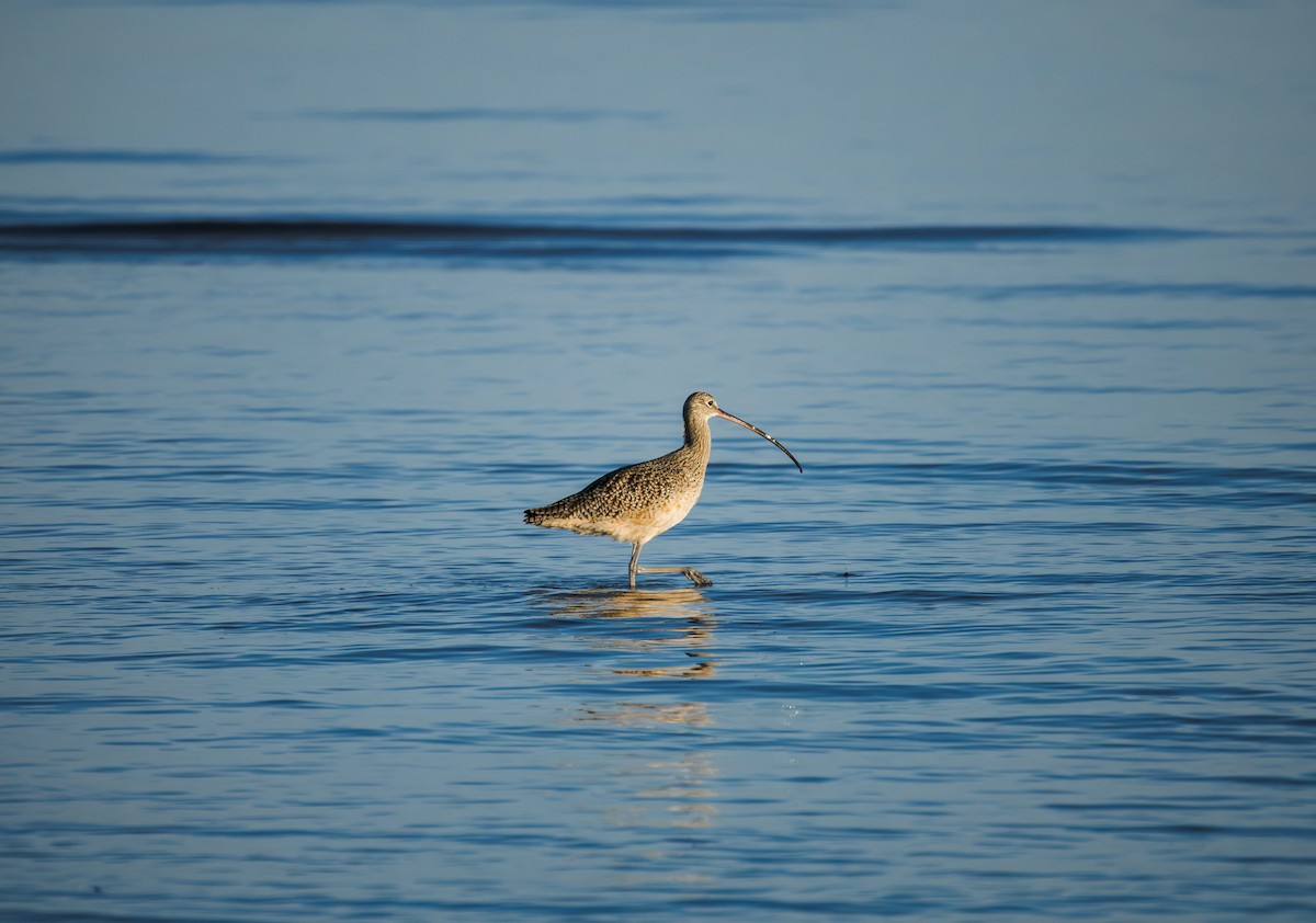 Кульон американський - ML646769236