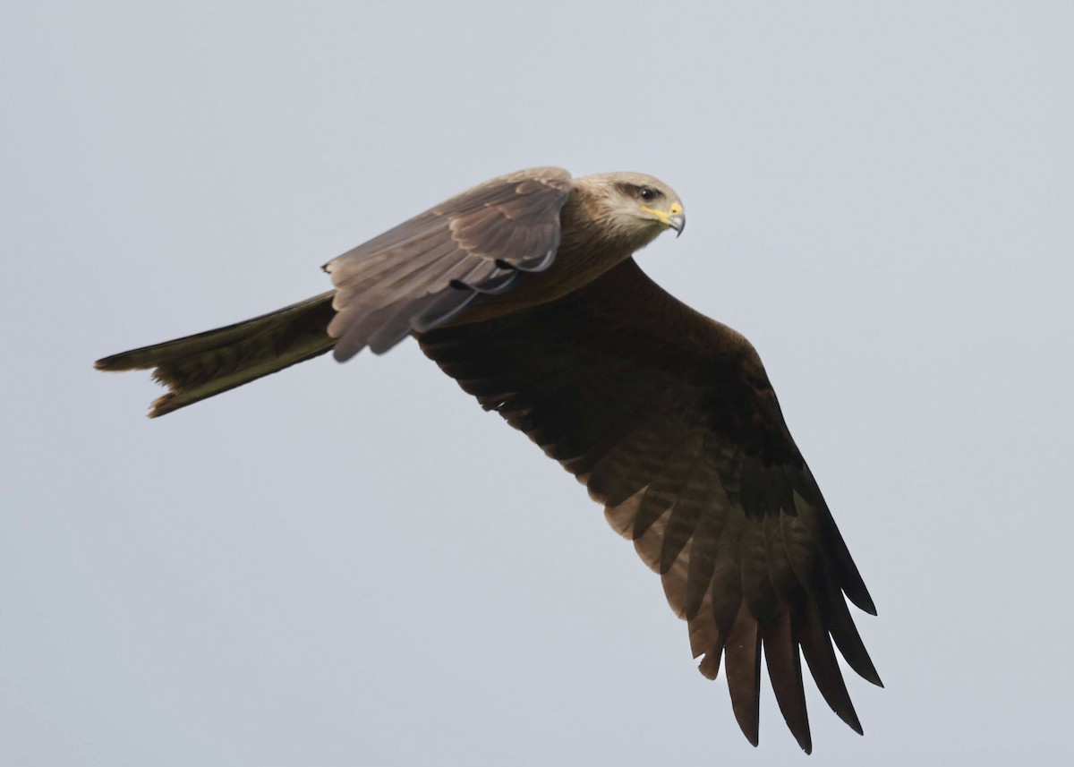 דיה שחורה - ML646769237