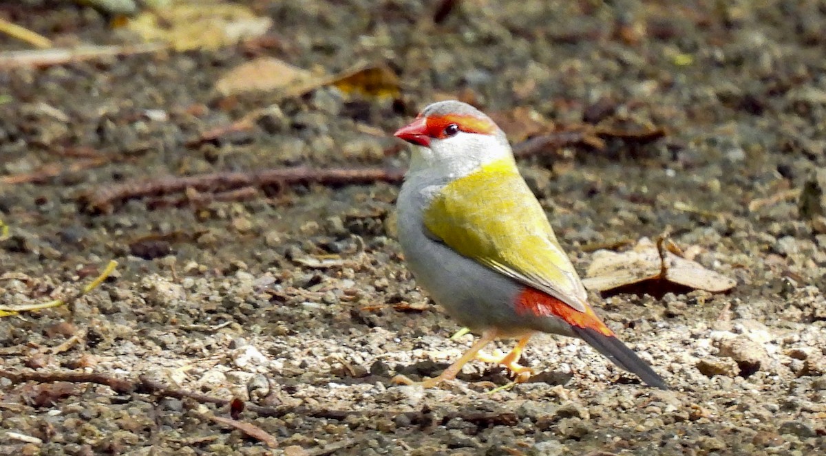 Амадина-рубінчик червоноброва - ML646769238