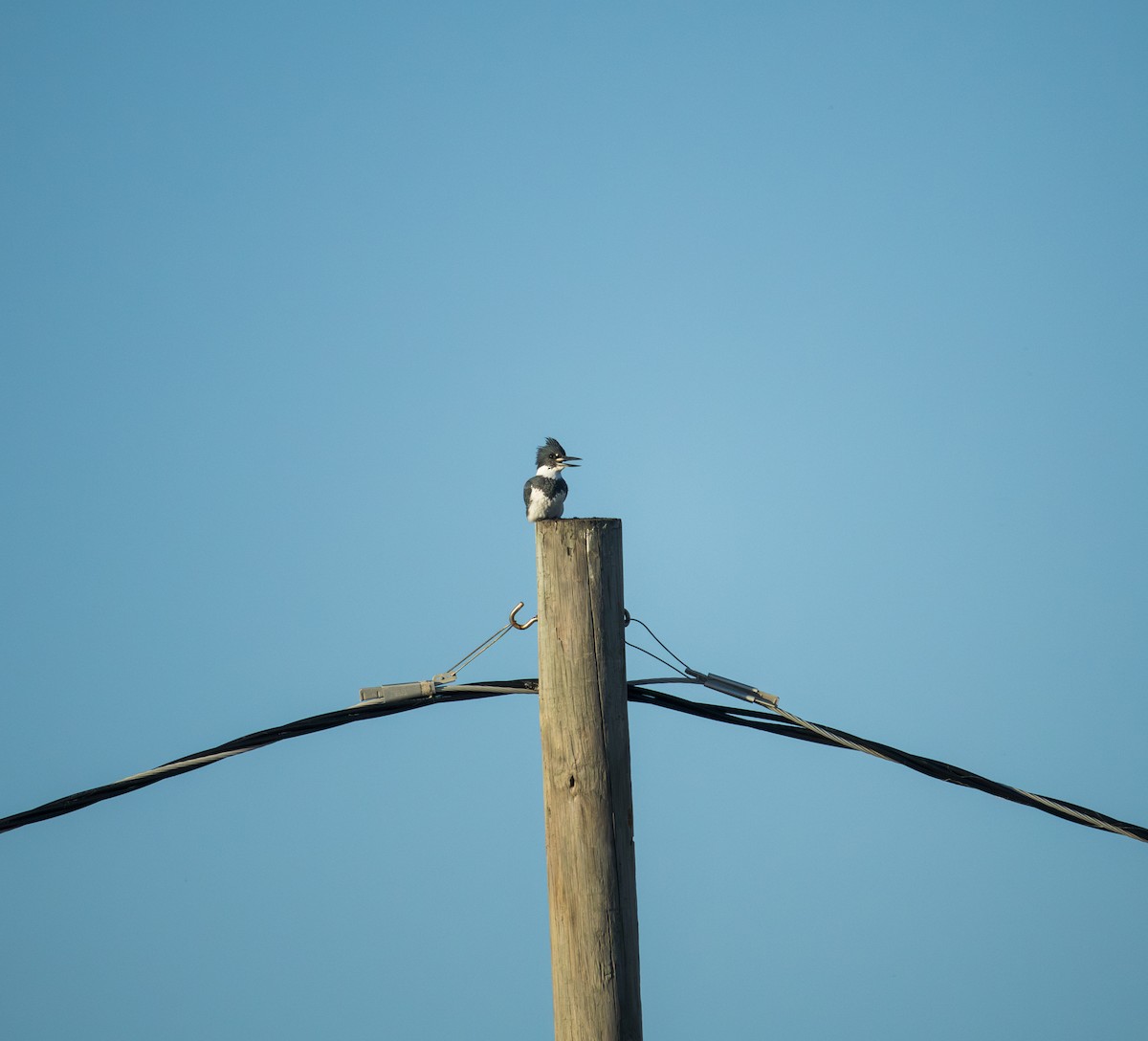 Рибалочка-чубань північний - ML646769241