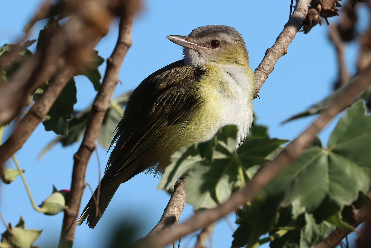 Yellow-green Vireo - ML646769243