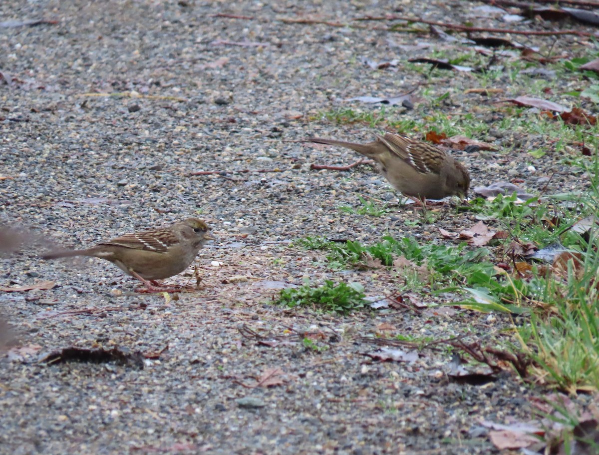 gulkronespurv - ML646769244