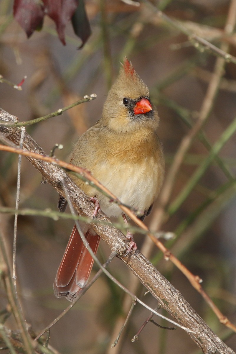 Kırmızı Kardinal - ML646769245