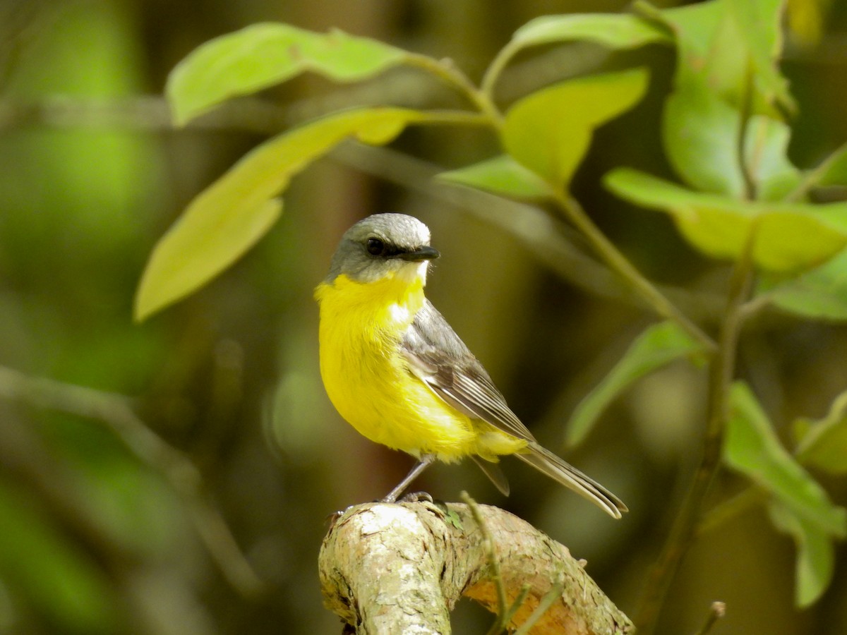 Королець жовтий - ML646769248