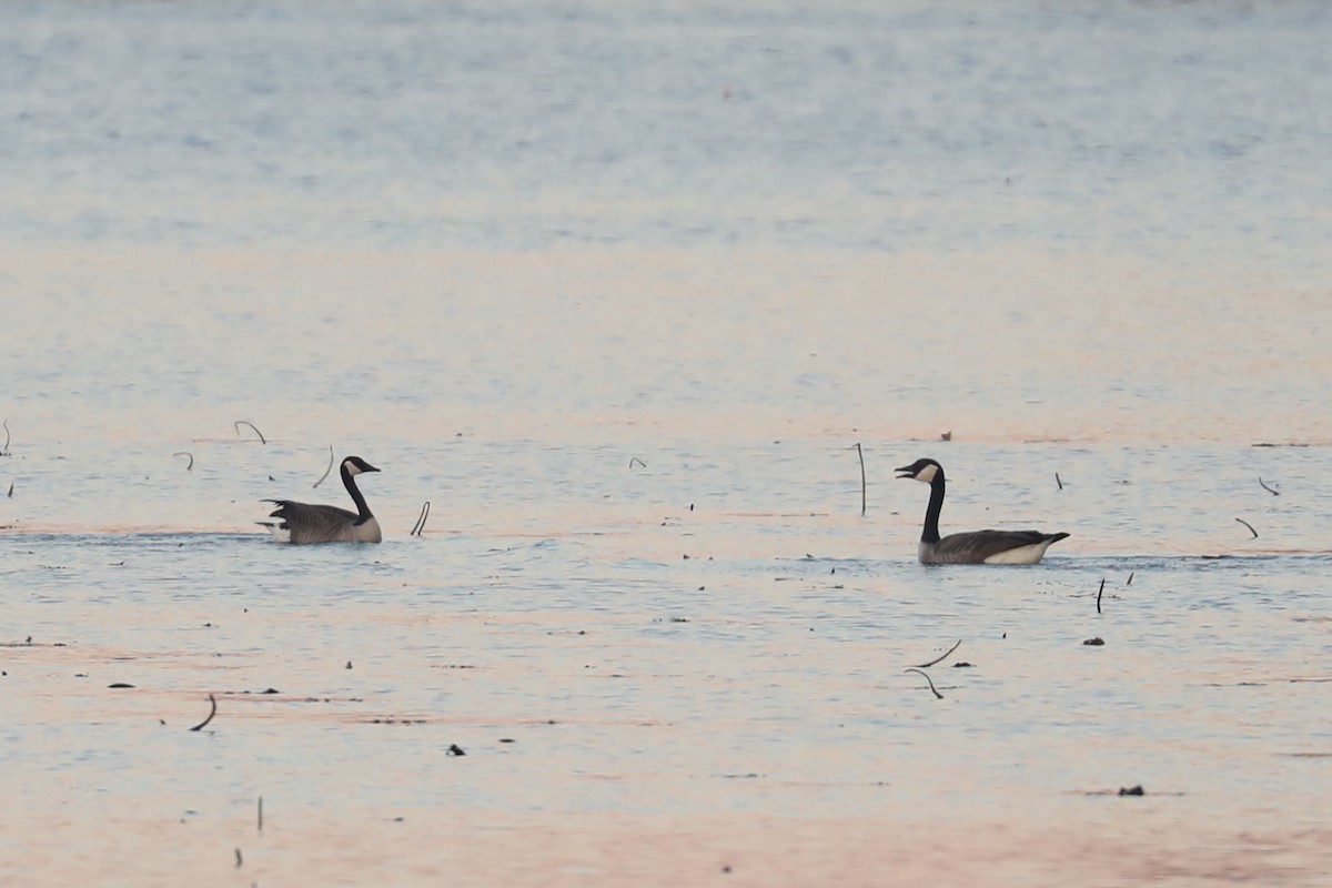 kanadagås - ML646769249