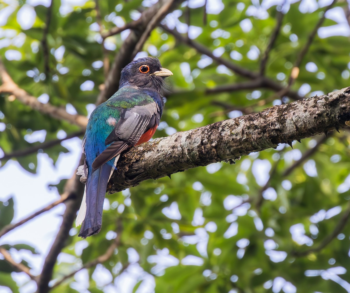 Surucua Trogon - ML646769250