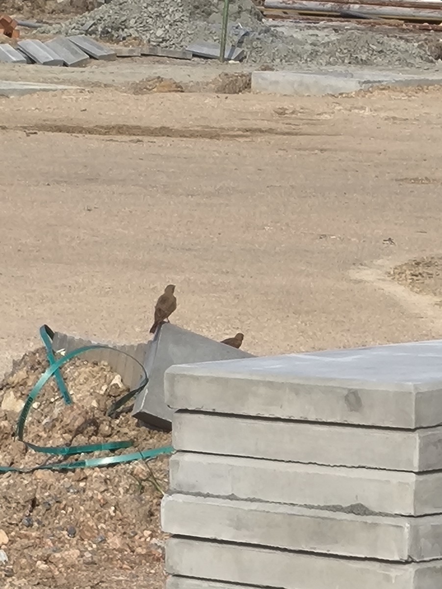 Rufous-tailed Lark - ML646769251