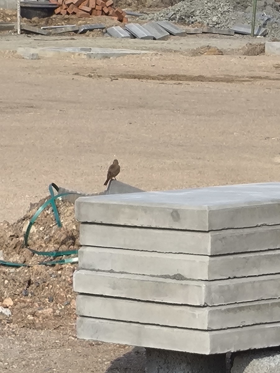 Rufous-tailed Lark - ML646769252