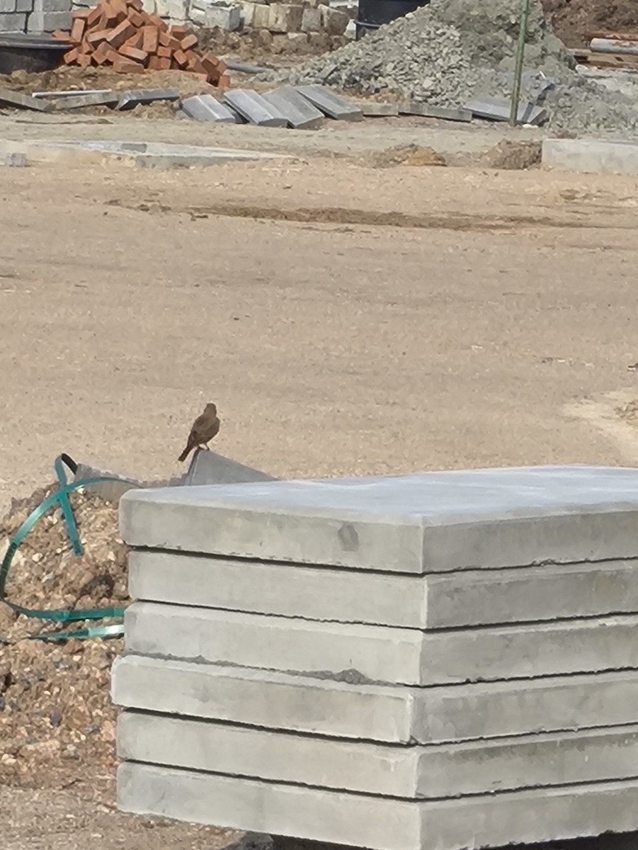 Rufous-tailed Lark - ML646769253