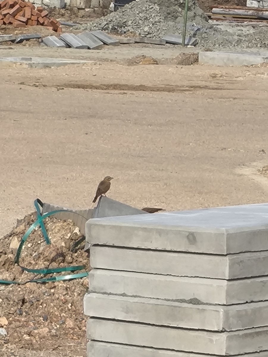 Rufous-tailed Lark - ML646769254