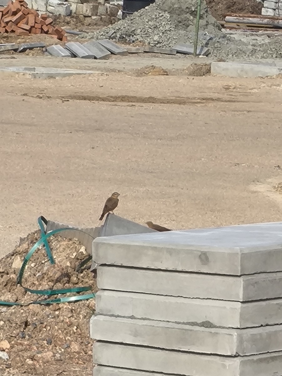 Rufous-tailed Lark - ML646769255