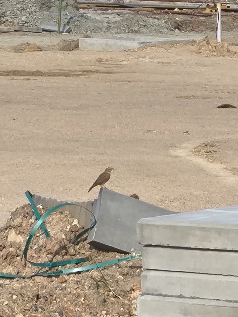 Rufous-tailed Lark - ML646769256