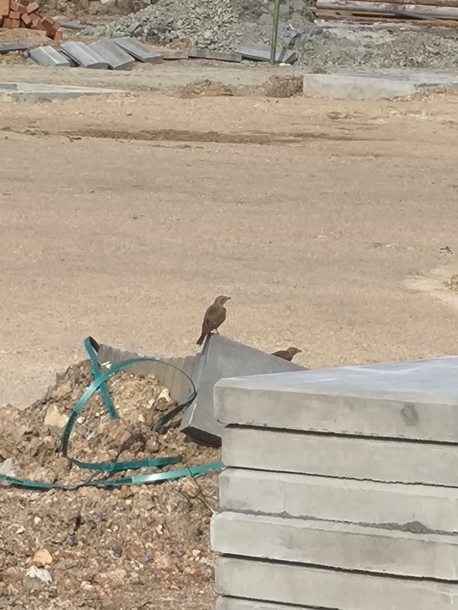 Rufous-tailed Lark - ML646769257