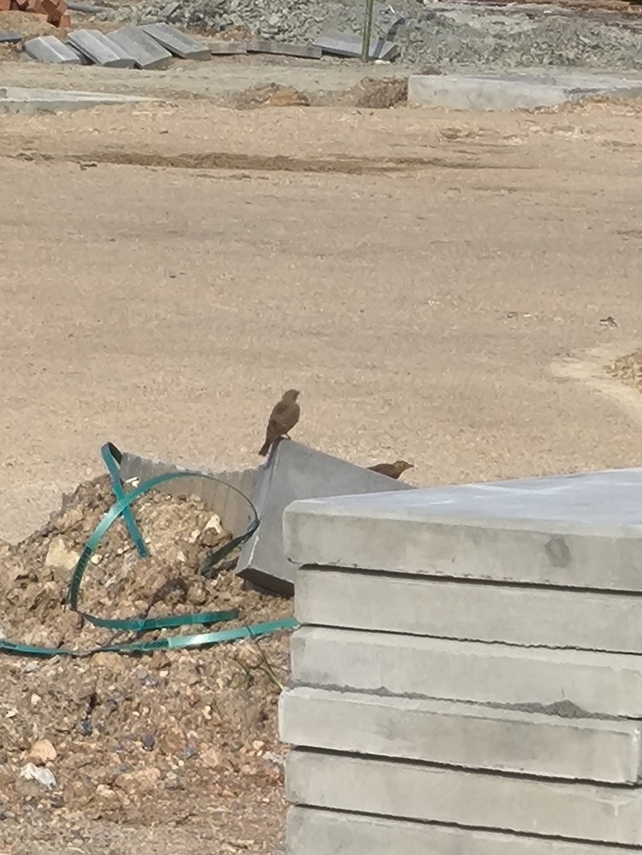 Rufous-tailed Lark - ML646769258