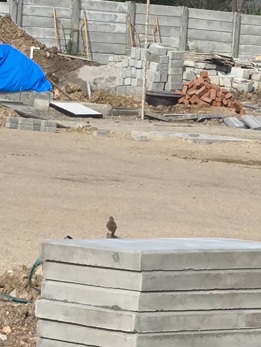 Rufous-tailed Lark - ML646769259