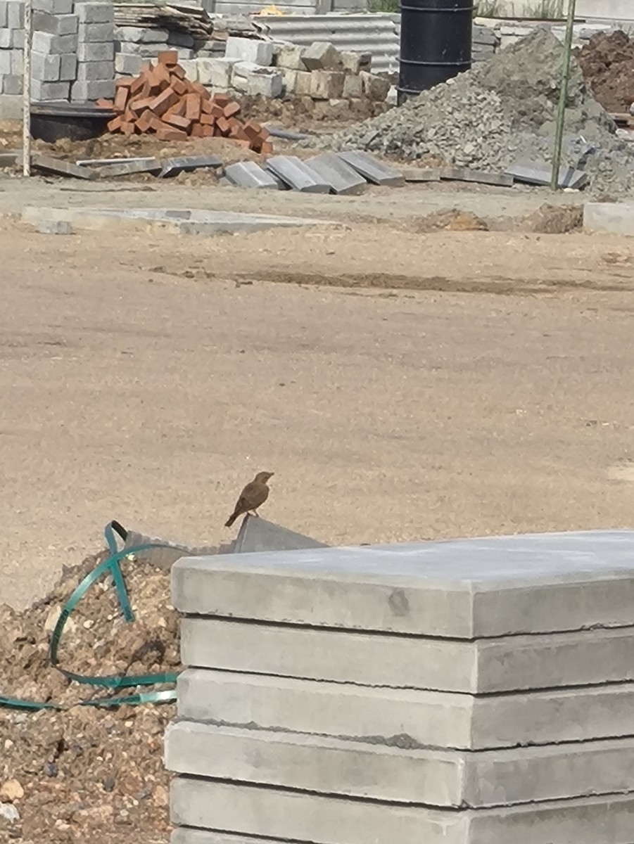 Rufous-tailed Lark - ML646769260