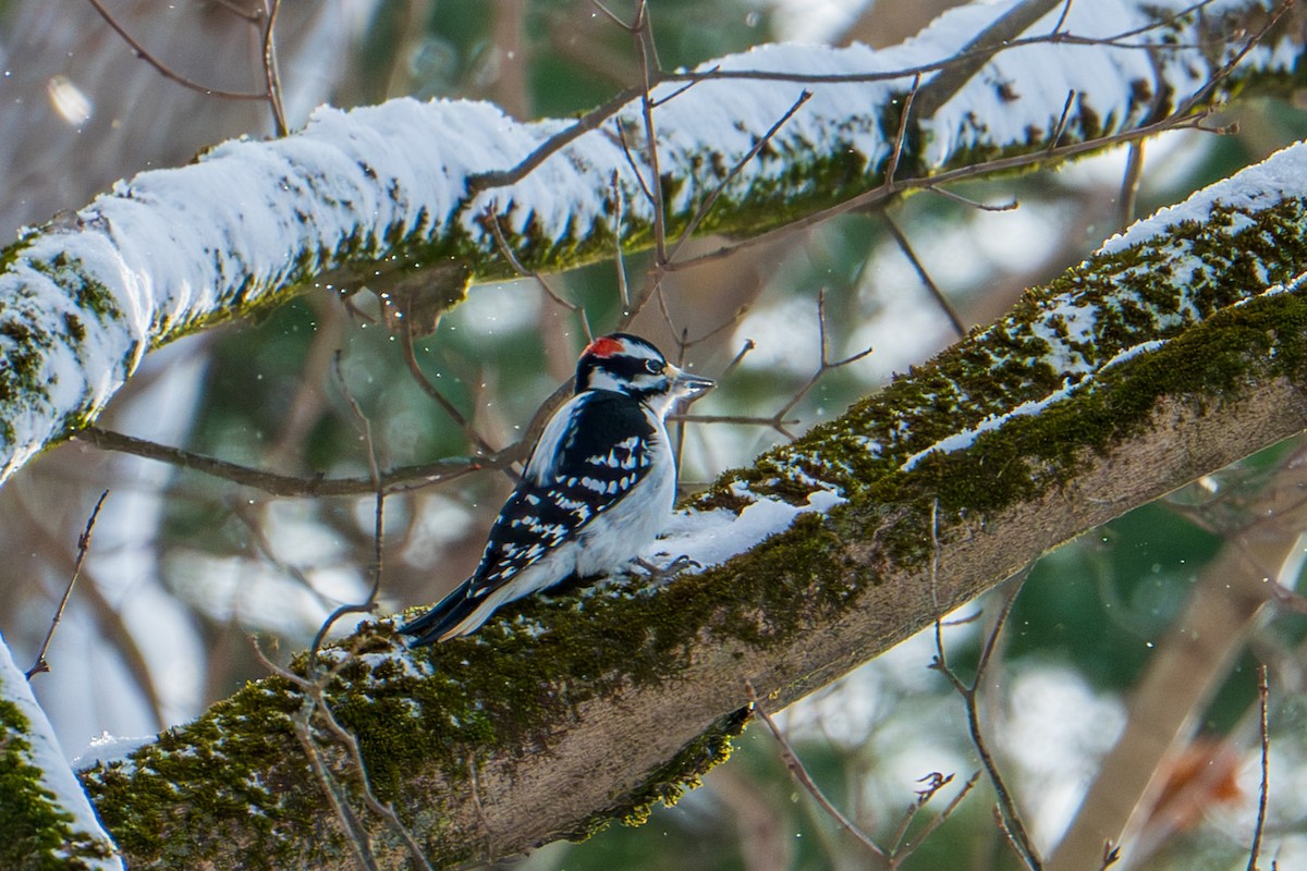 dunspett - ML646769261