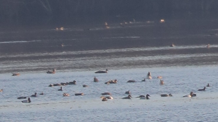 kanvasand - ML646769262