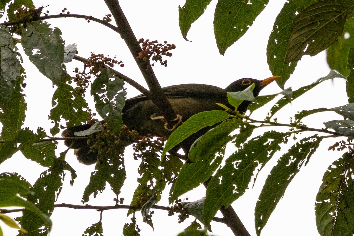 Merle à froc noir - ML646769268