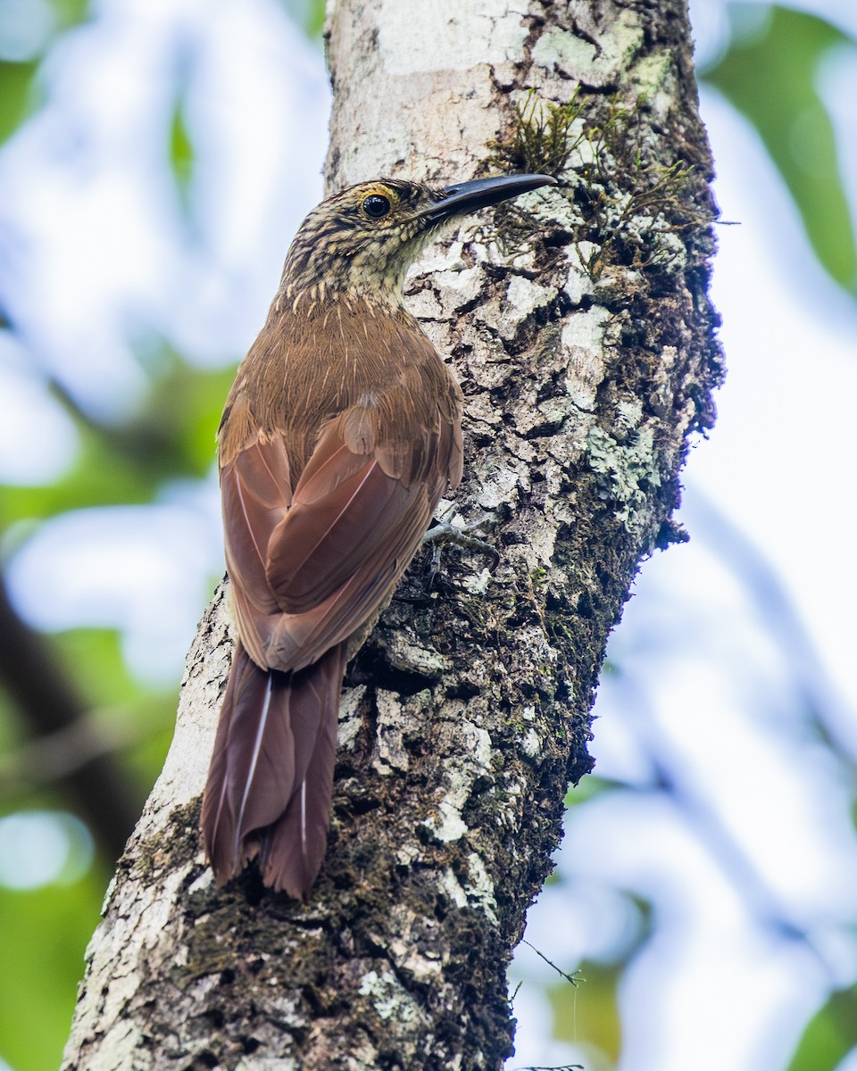 Planalto Woodcreeper - ML646769269