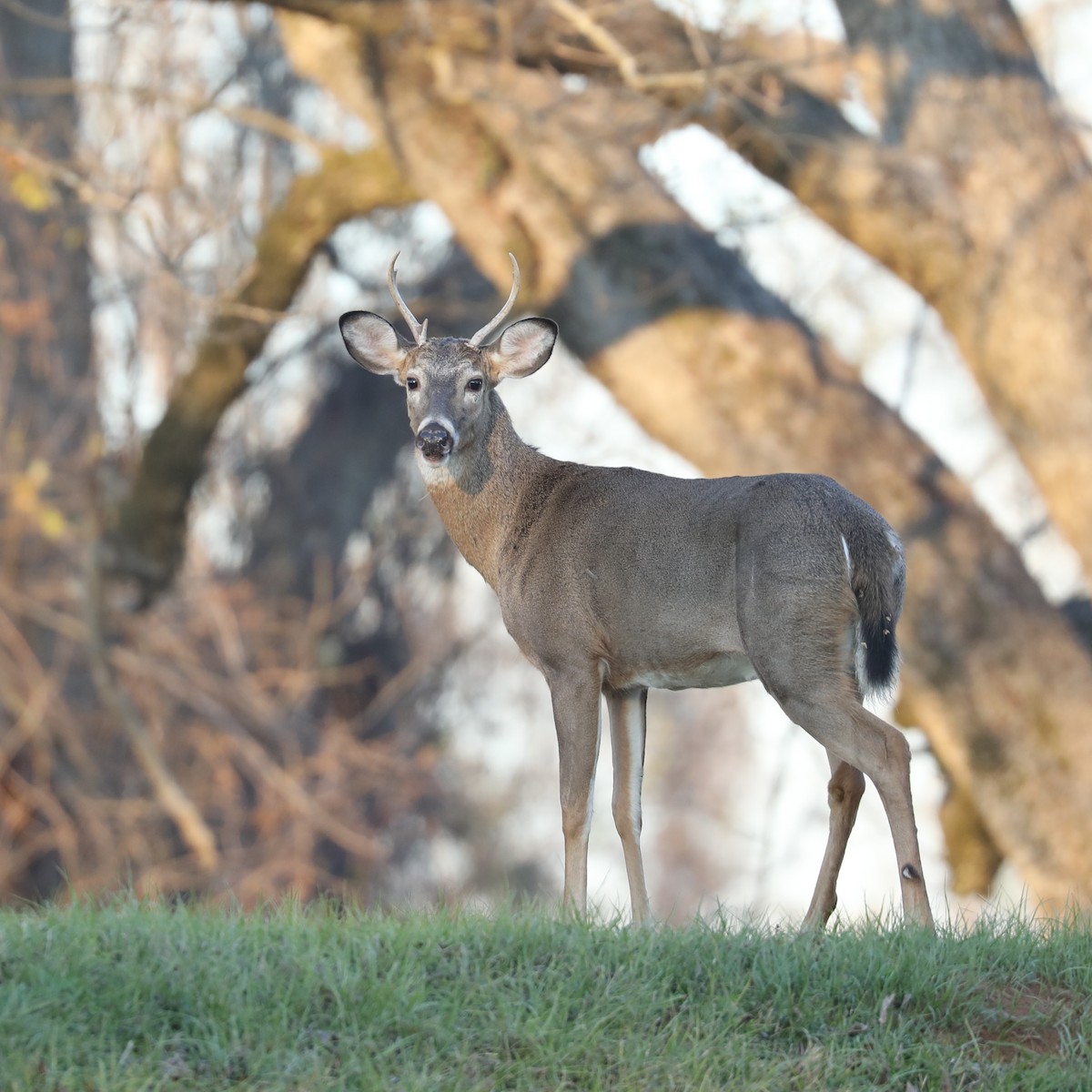 White-tailed Deer - ML646769271