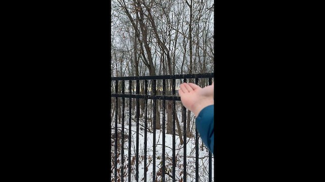 Черношапочная гаичка - ML646769273