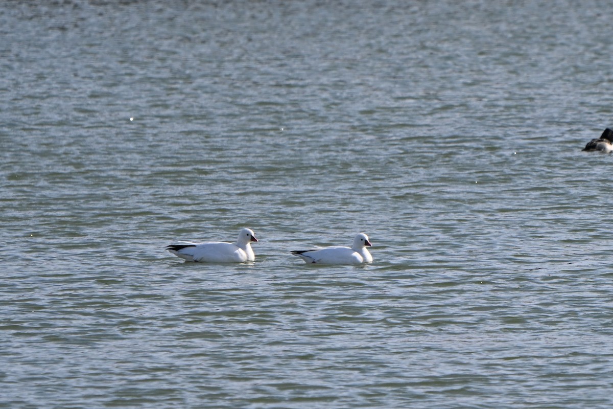 Ross antzara - ML646769275