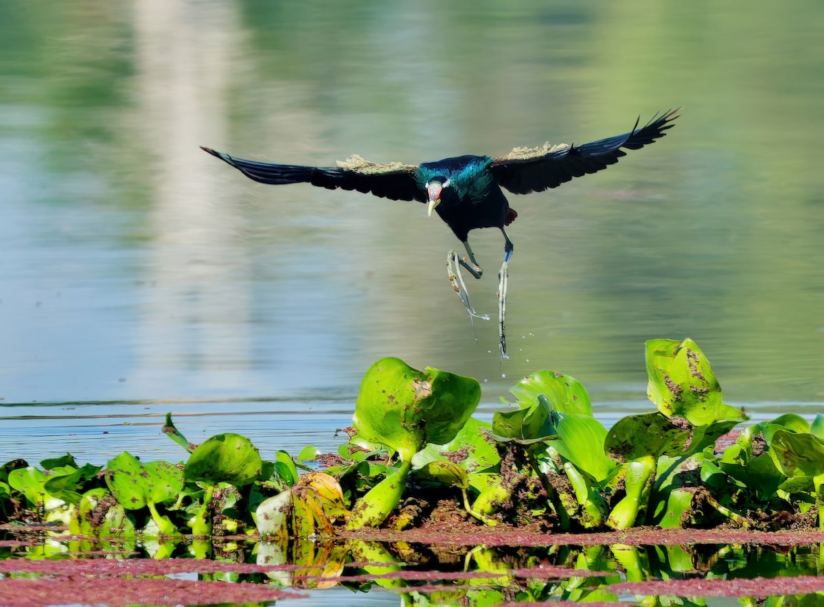 Bronze-winged Jacana - ML646769276