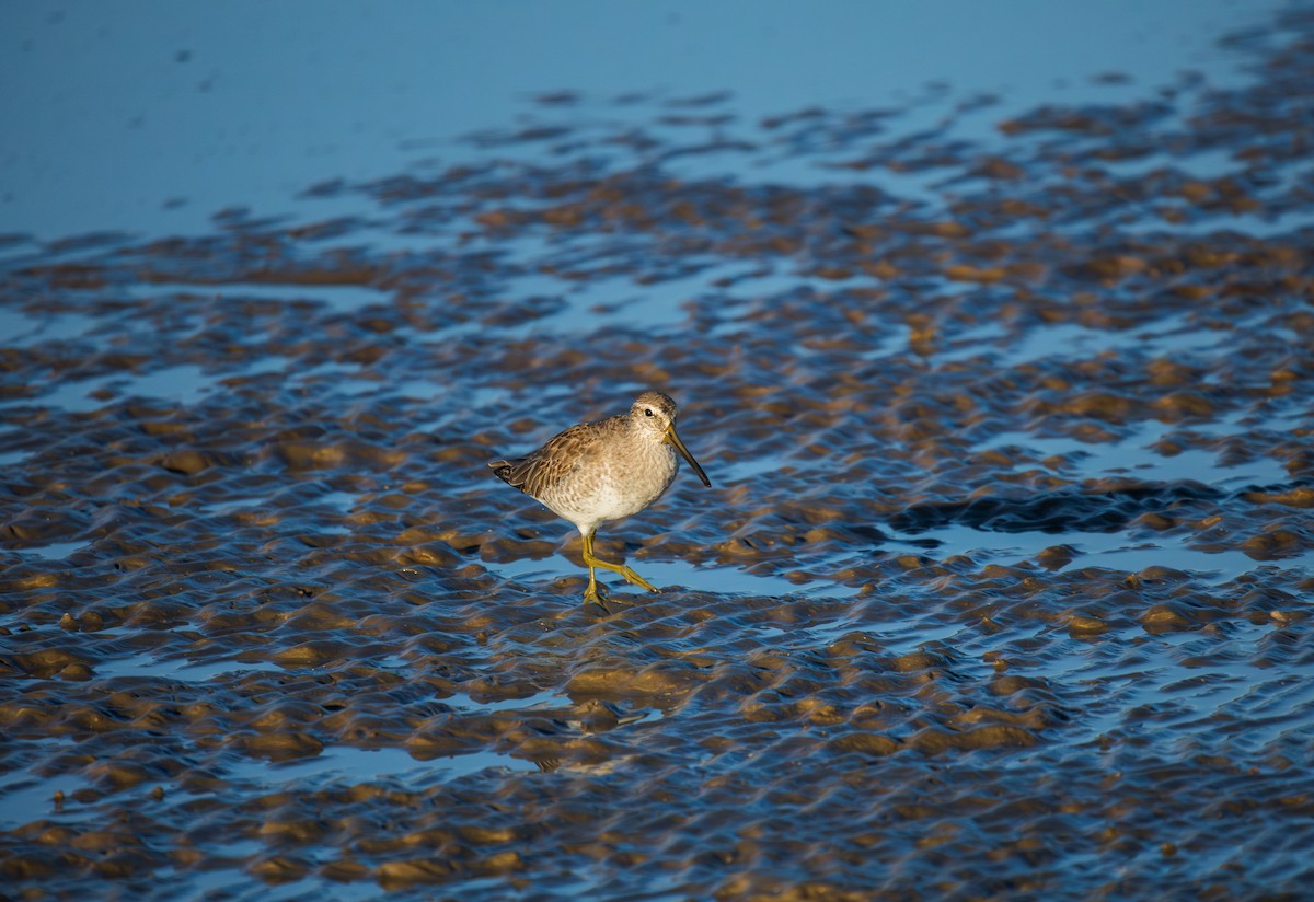 Неголь довгодзьобий - ML646769281