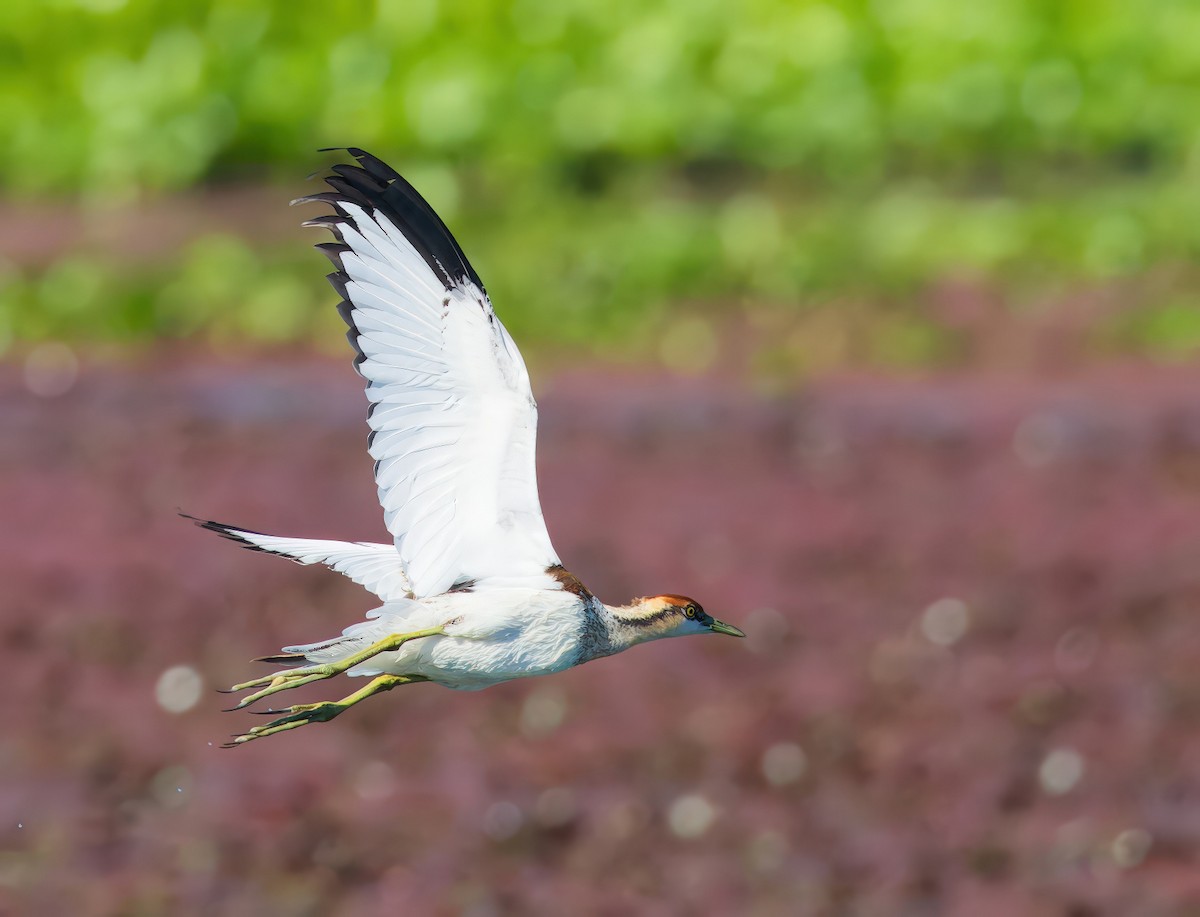 Jacana à longue queue - ML646769282