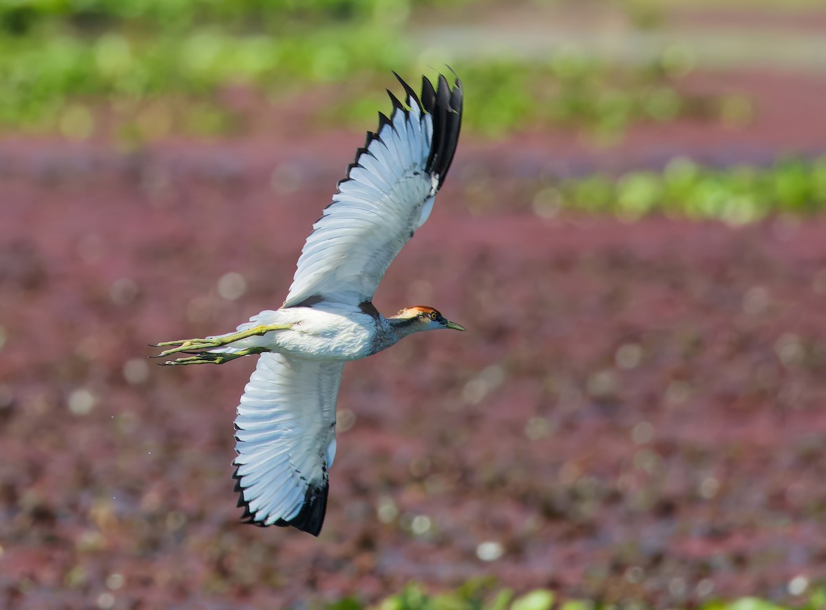 Jacana à longue queue - ML646769283