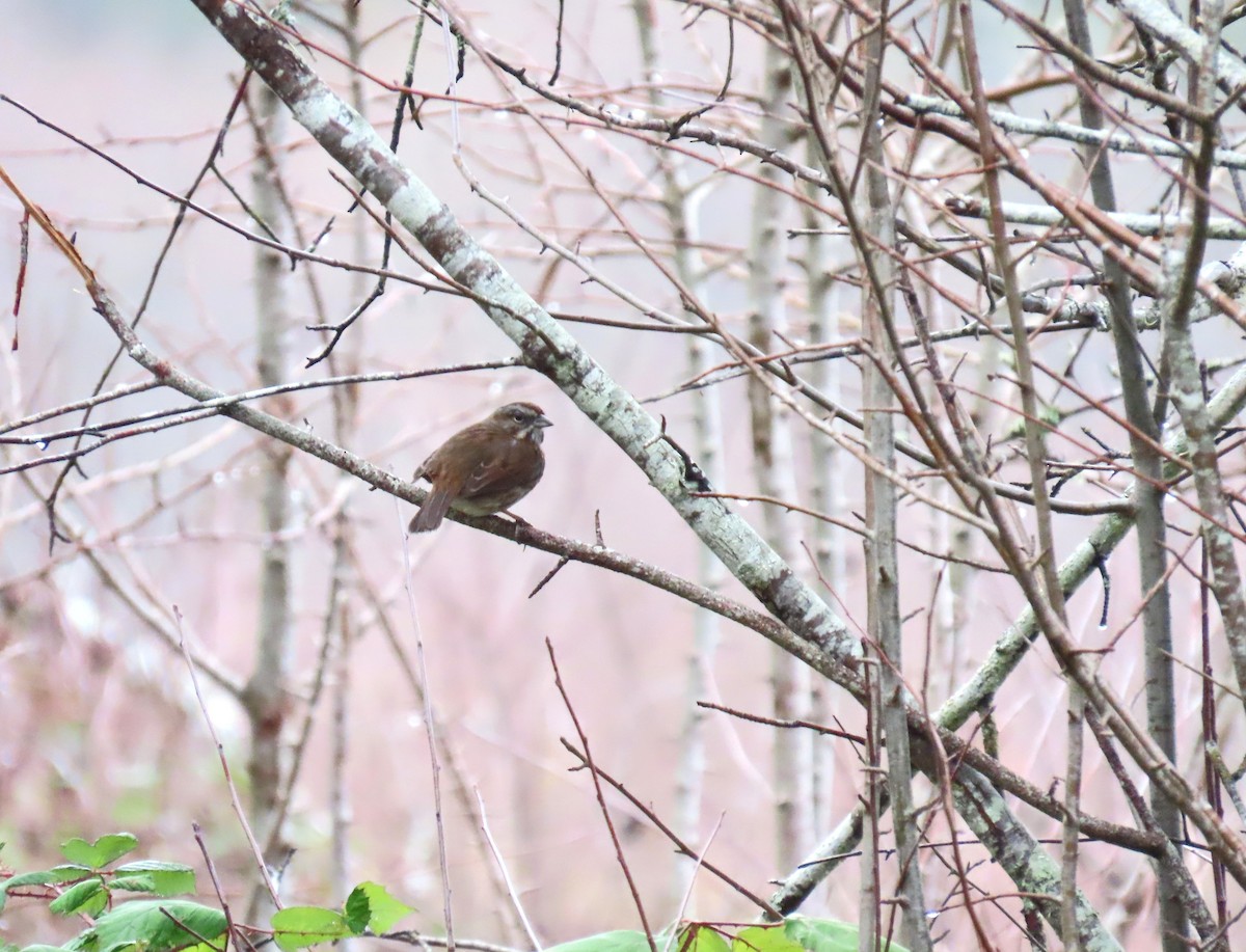 sangspurv - ML646769285