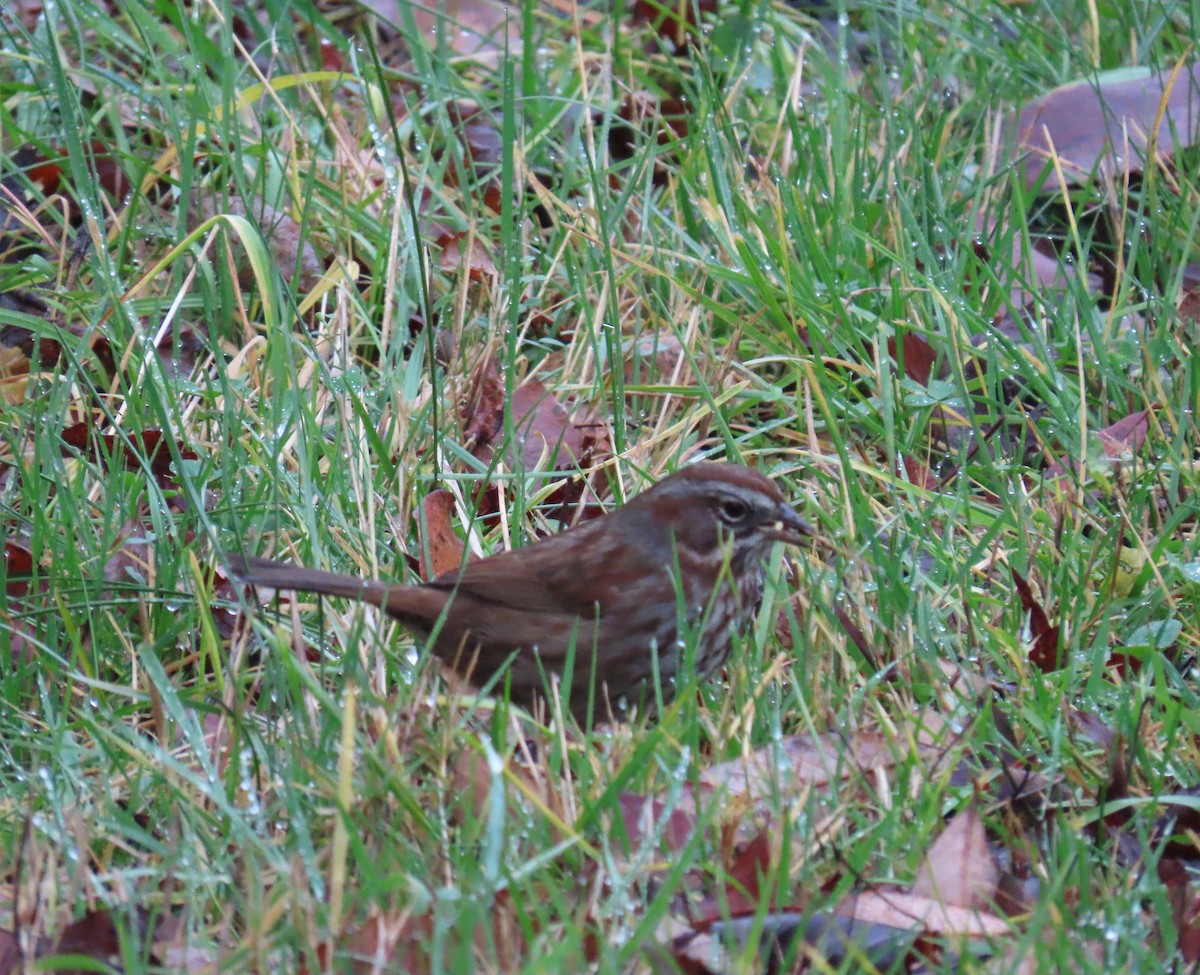 sangspurv - ML646769286